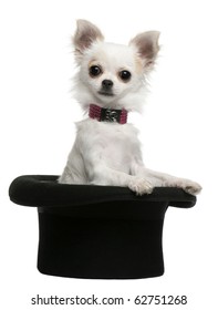 Chihuahua puppy, 3 months old, sitting in top hat in front of white background