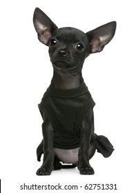 Black Chihuahua High Res Stock Images Shutterstock