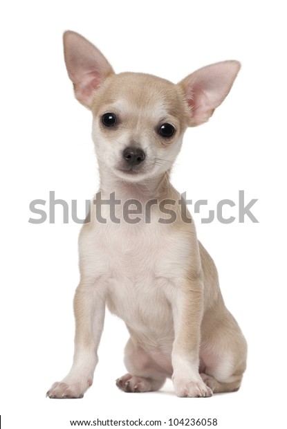 Chihuahua Puppy 3 Months Old Sitting Stock Photo Edit Now 104236058