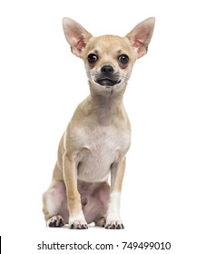 Chihuahua Images, Stock Photos & Vectors | Shutterstock