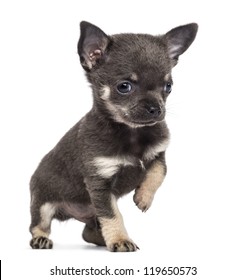 Chihuahua Puppy, 7 Weeks Old, Looking Away With Paw Up Against White Background