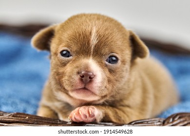 Chihuahua Puppy In Basket. Little Cute White Brown Dog Breed. Beautiful Puppy Eyes.