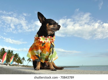 Chihuahua Puppy At The Beach Dressed In A Tropical Hawaiian Shirt