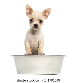 Chihuahua Puppy In A Big Dog Bowl, Isolated On White