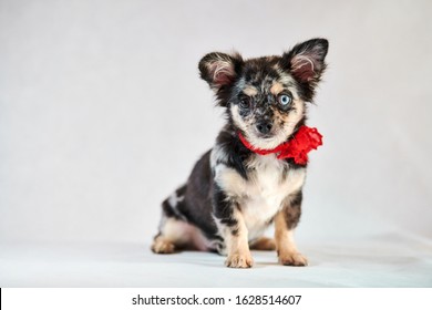 Chihuahua Blue Eyes Images Stock Photos Vectors Shutterstock