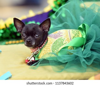 Chihuahua Puppy Dressed Up In A Costume