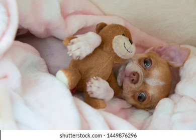 puppy hugging teddy bear