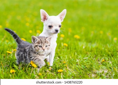 Chihuahua Puppy And A Kitten Walking Together On A Green Summer Grass