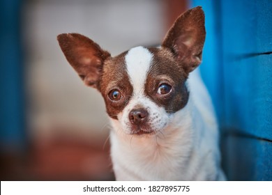 Chihuahua puppy, little dog near house porch. Cute small doggy on grass. Short haired chihuahua breed.