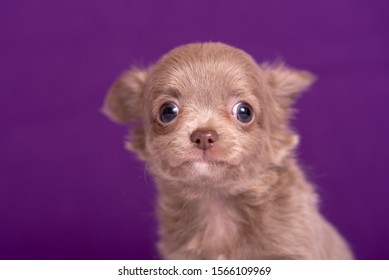 Purple Chihuahua Images, Stock Photos 