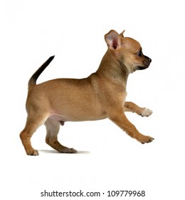 Chihuahua puppy running, isolated on white background