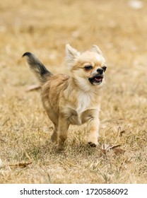 Chihuahua Puppy Running Towards Camera