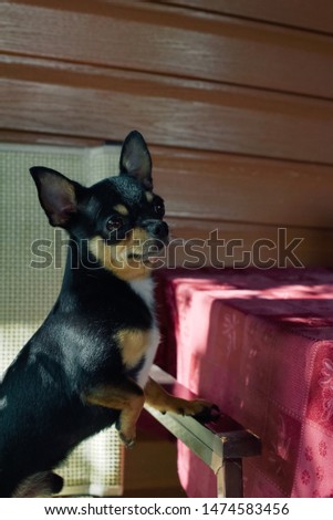 chihuahua puppy sitting on chair in a cafe. Chihuahua in black, brown and white. Interesting doggie in a summer cafe. Dog is a friend of man. Small breed of pet. Smart eyes in a dog. Chihuahua male
