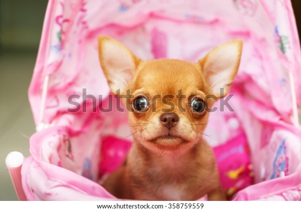 chihuahua puppy sitting\
in a ping stroller