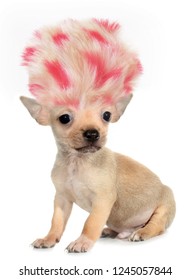 Chihuahua Puppy Small Dog With Crazy Troll Hair Funny Poster