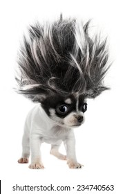 Chihuahua puppy small dog with crazy troll hair
