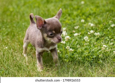 The Chihuahua Puppy, The Smallest Breed Of Dog, And Is Named After The Mexican State Of Chihuahua.