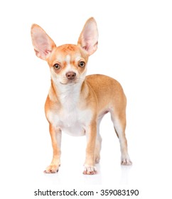 Chihuahua Puppy Standing Front View Isolated Stock Photo 359083190 