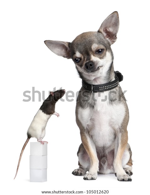 chihuahua rat