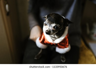 Chihuahua In Santa Claus Costume