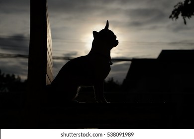 Chihuahua Is Silhouette