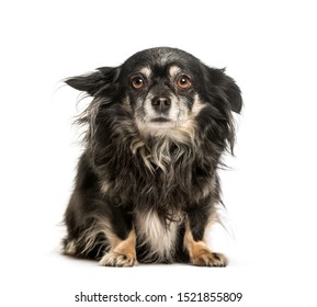 Chihuahua sitting against white background - Shutterstock ID 1521855809