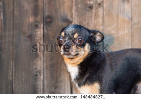 Similar – Look of a happy dog.