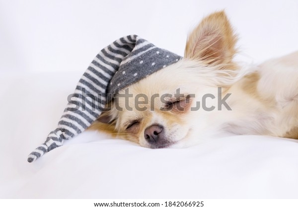 Chihuahua is sleeping tight in a cozy bed. A dog in a\
nightcap. 
