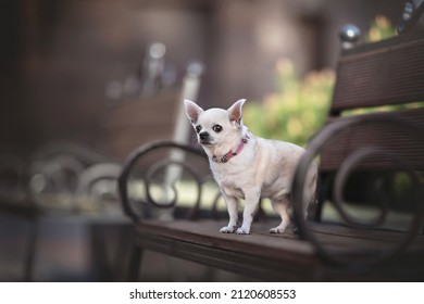 Chihuahua Small Cute Dog Portrait White