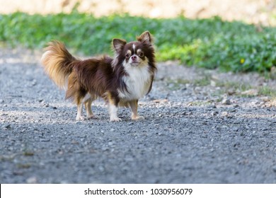 Smallest Dog Images Stock Photos Vectors Shutterstock