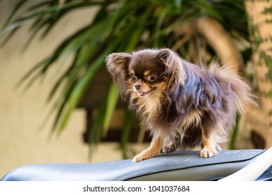 Smallest Dog Images Stock Photos Vectors Shutterstock