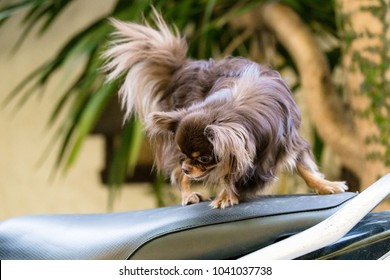 Smallest Breed Of Dog Images Stock Photos Vectors Shutterstock