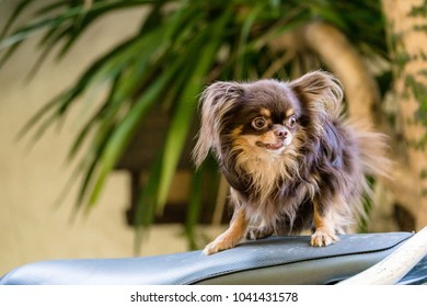 Smallest Dog Images Stock Photos Vectors Shutterstock