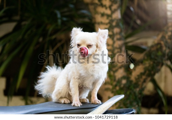 Chihuahua Smallest Dogthey Tow Types Smooth Stock Photo Edit Now