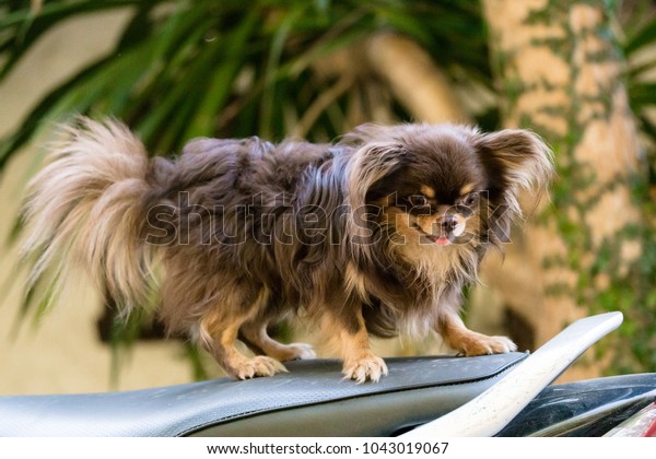 Chihuahua Smallest Dogthey Tow Types Smooth Stock Photo Edit Now