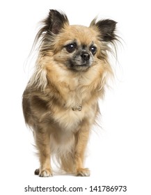 Chihuahua Standing 4 Years Old Isolated Stock Photo 141786973 ...