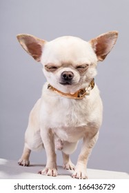 chihuahua standing with eyes closed - Shutterstock ID 166436729
