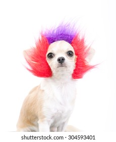 Chihuahua With Sweet Eyes Dog Ware Red And Purple Wig For Fancy Festival. Fussy Pink Funny Afro Hair Style Puppy.Halloween Shocking Shot On White Background.