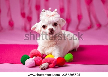 chihuahua with tiara looking at camera on pink background, Barbie fashion, space for text, horizontal,