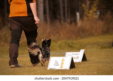 Chihuahua Training Rally Obedience With His Handler