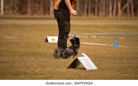 Chihuahua Training Rally Obedience With His Handler