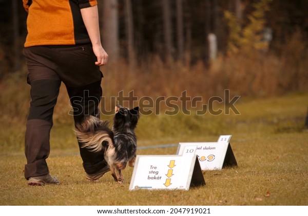 Chihuahua\
training rally obedience with his\
handler