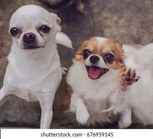 Short Hair Chihuahua Images Stock Photos Vectors