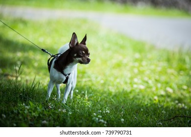 Chihuahua Walking With Leash