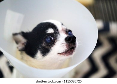 Chihuahua Wear Elizabeth Collar After 