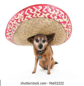 A Chihuahua Wearing A Spanish Sombrero