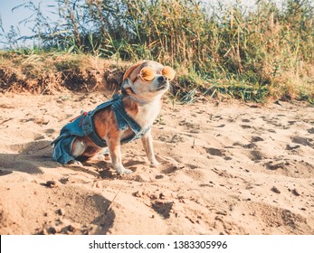 Chihuahua wearing sunglasses and straw hat lies on a beach by the river enjoying the sun. Fashionable dog dressed in a denim suit resting on the beach and sunbathes. Hippie dog resting on the nature
