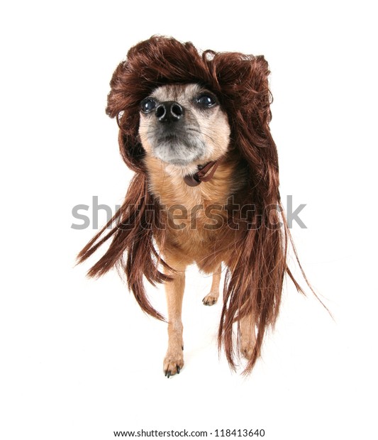 chihuahua with wig