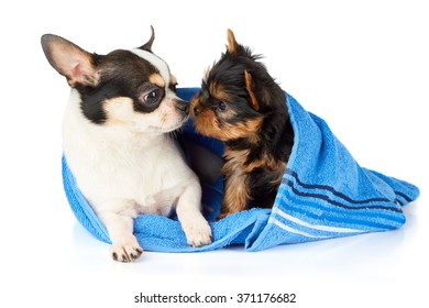 Chihuahua And Yorkshire Terrier Puppy In Blue Towel Sniff Each Other                       