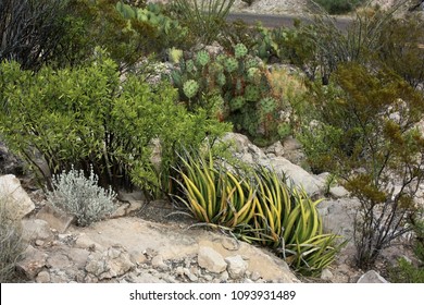 Chihuahuan Desert Flora